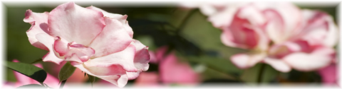pink_rose_pic_04.jpg