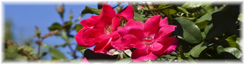 red_rose_pic_04.jpg